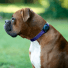 case-mate Hundehalsband Halterung | Apple AirTag | schwarz | CM046396