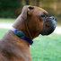 case-mate Hundehalsband Halterung | Apple AirTag | schwarz | CM046396